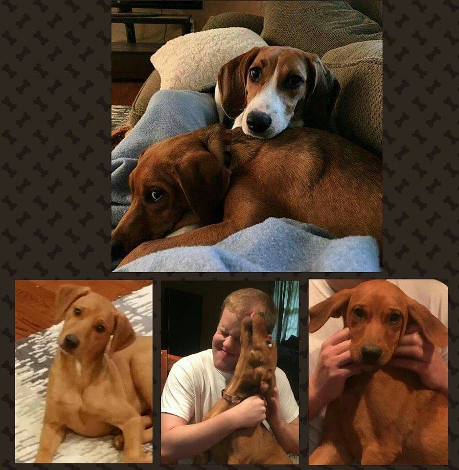 micah's dog collage